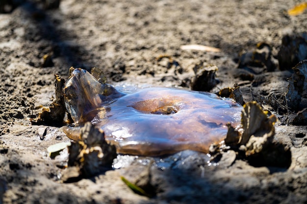 Australian jellyfish washed up on a beach in tasmania