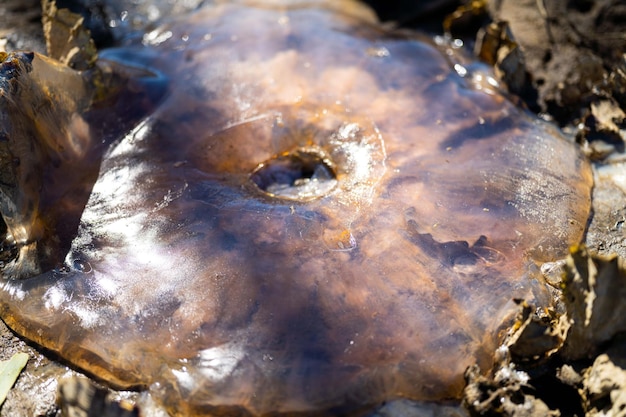 Australian jellyfish washed up on a beach in tasmania