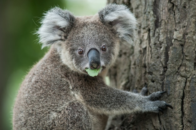 Australian koala sit on tree, Exotic iconic Aussie mammal animal in lush jungle rainforest