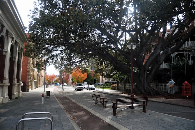 Australian people walking and maple tree on pavement beside road with classic building at Murray Street on May 29 2016 in Perth Australia