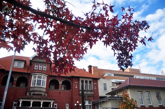 Australian people walking and maple tree on pavement beside road with classic building at Murray Street on May 29 2016 in Perth Australia