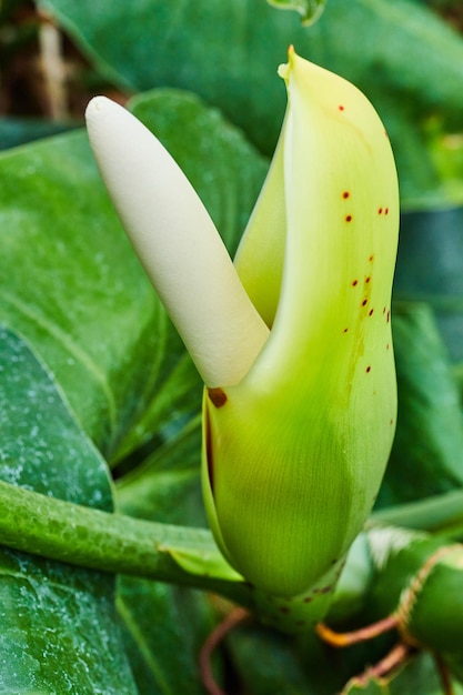 Australian Philodendron Crassinervium the fruit salad tree vertical view close up