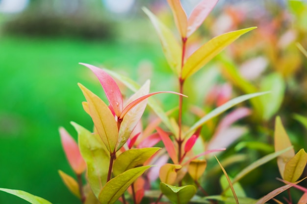 Australian Rose Apple/Brush Cherry/Creek Lily Pilly/Creek Satinash in the garden.