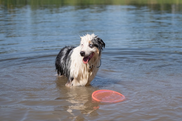 Photo australian shepherd blue merle dog wait for playing with flying saucer in river summer. water splash. have fun with pets on the beach. travel with pets.