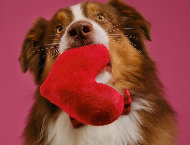 Australian Shepherd dog holds soft toy in shape of heart in mouth Gift for wedding anniversary