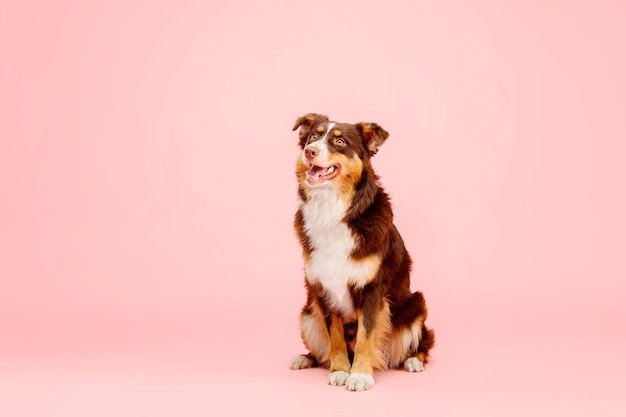 Australian Shepherd dog on pink background