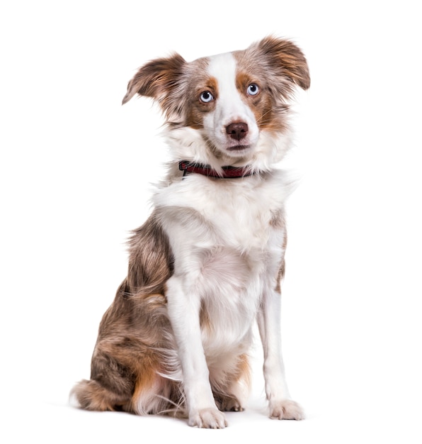 Australian Shepherd dog sitting, cut out