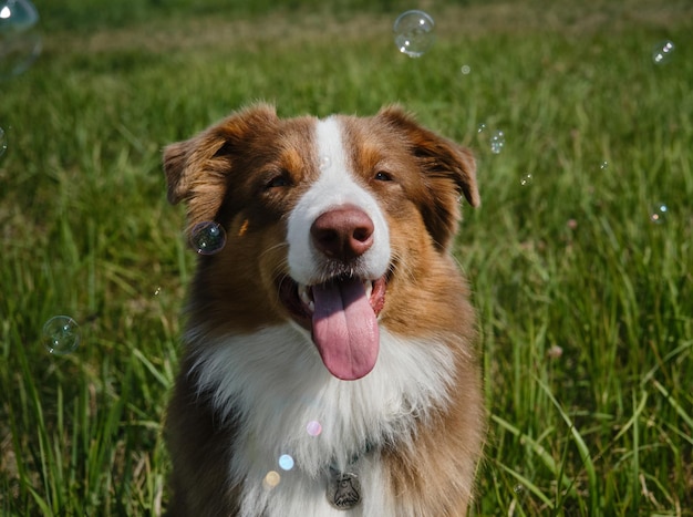 Australian Shepherd dog sitting in green grass soap bubbles flying nearby