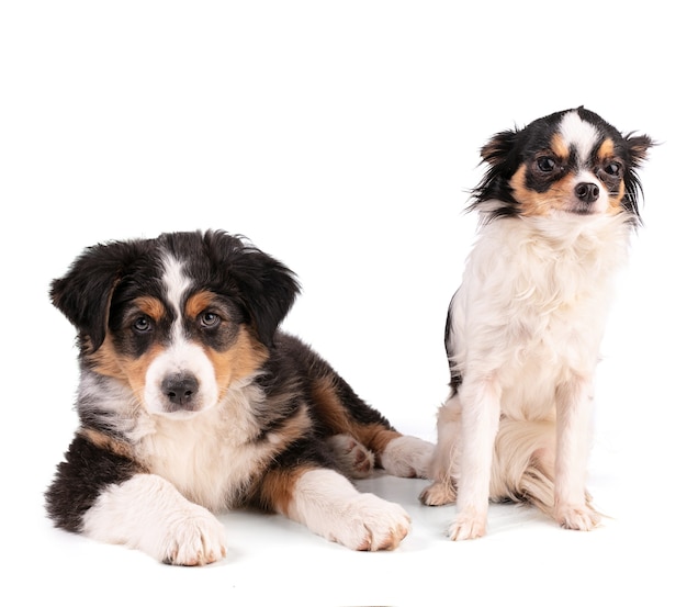 Australian shepherd puppy and chihuahua isoled on white background