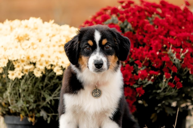 Australian Shepherd puppy Fall season