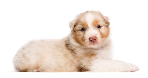 Australian Shepherd puppy, lying against white background