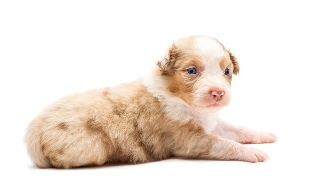 Australian Shepherd puppy, lying and looking away against white background