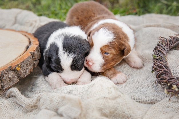 Australian Shepherd Puppy Newborn puppy Puppy in the hands Cute little puppy