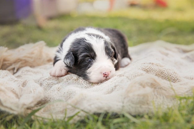 Australian Shepherd Puppy Newborn puppy Puppy in the hands Cute little puppy