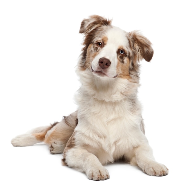 Australian Shepherd puppy portrait against white background