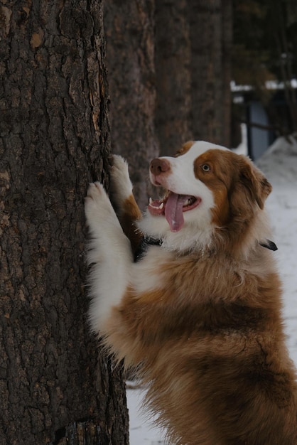 Australian Shepherd Red Merle has fun outdoors in city park in snowy winter