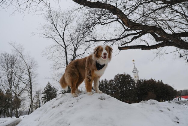 Australian Shepherd Red Merle wears bandana and sits in the park in snow Walking with pet