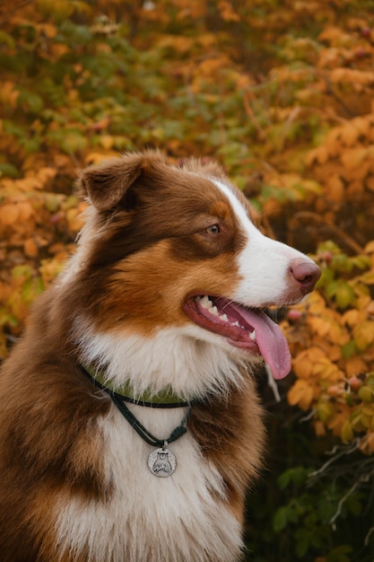 Australian Shepherd red tricolor on background of bush with yellow and orange leaves close up