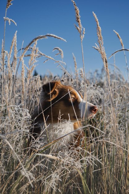 Australian Shepherd sits in tall grass covered with frost and basks in rays of sun