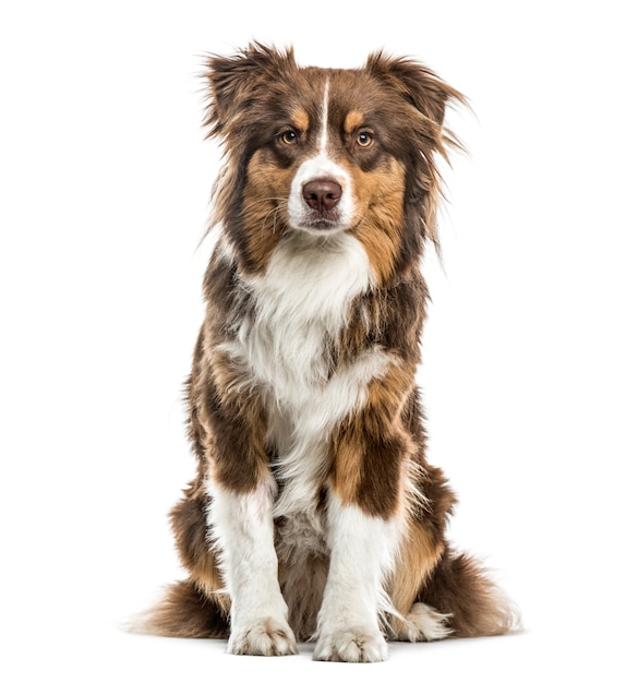 Australian Shepherd sitting, isolated on white