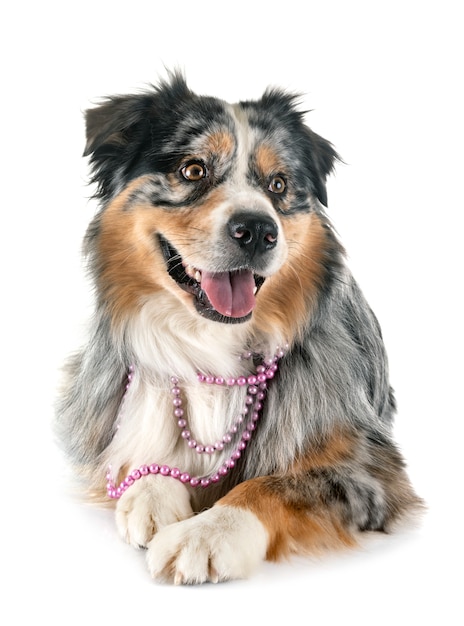 Australian shepherd in studio