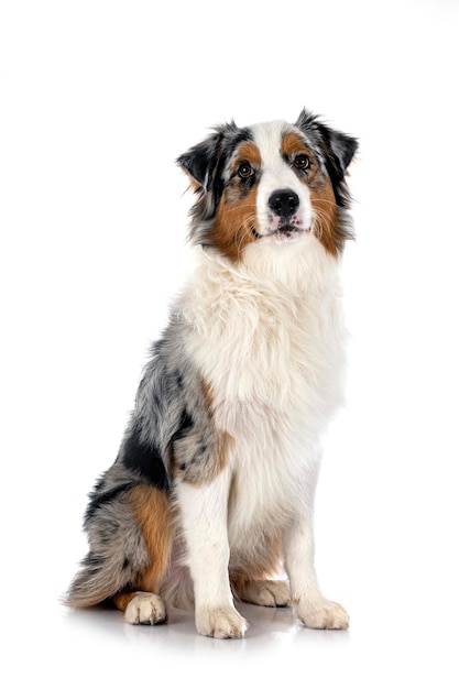 Australian shepherd in studio