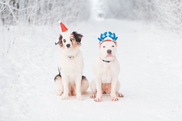 Australian shepherd with American bulldog in winter forest. Crazy Christmas