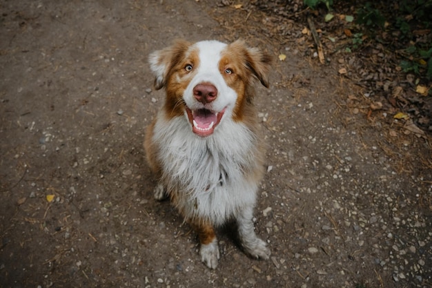 Australian Shepherd with tongue hanging out portrait close up View from above