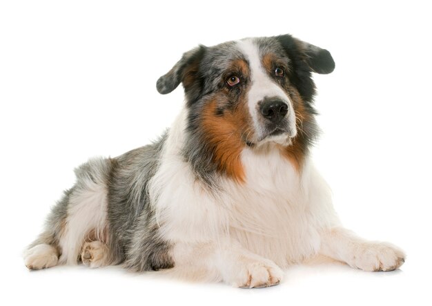 australian shepherd 