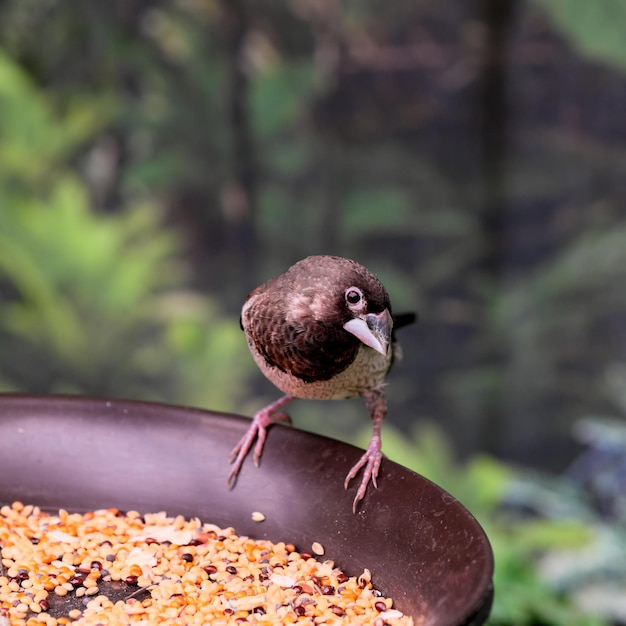 Australian sparrow