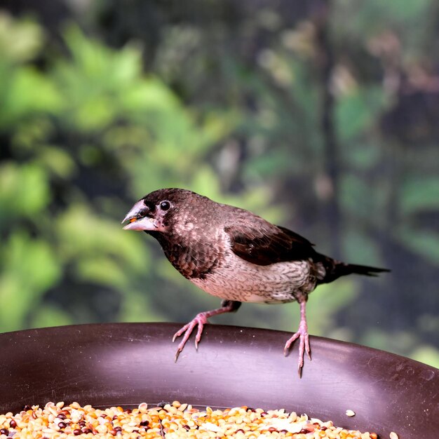 Australian sparrow