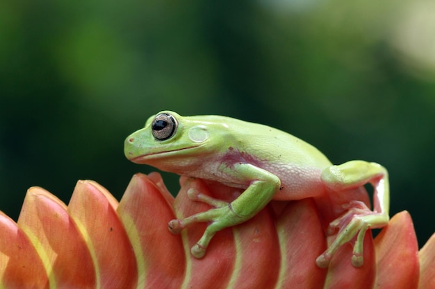 Australian white tree frog on red bud