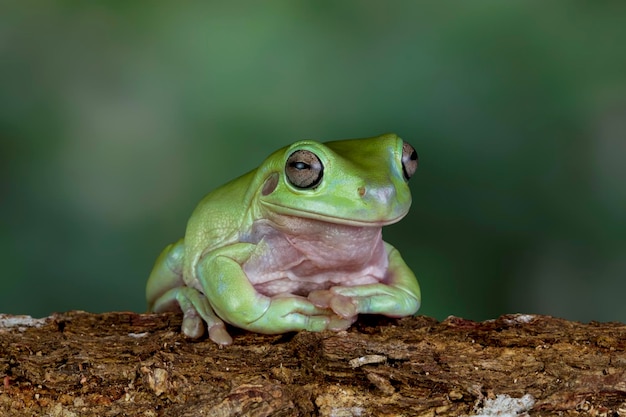 Australian white tree frog sitting on branch