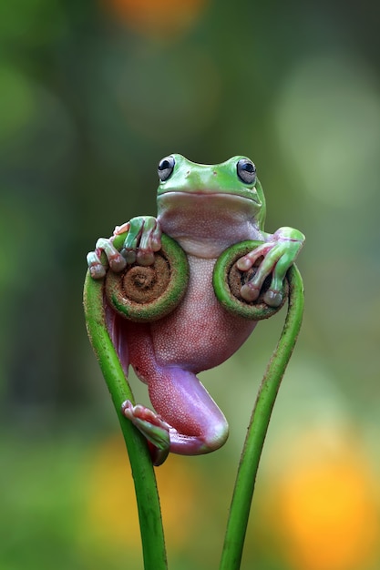 Australian white tree frog standing on branch, Dumpy frog saty cool on branch, funny dumpy frog on branch, Indonesian tree frog