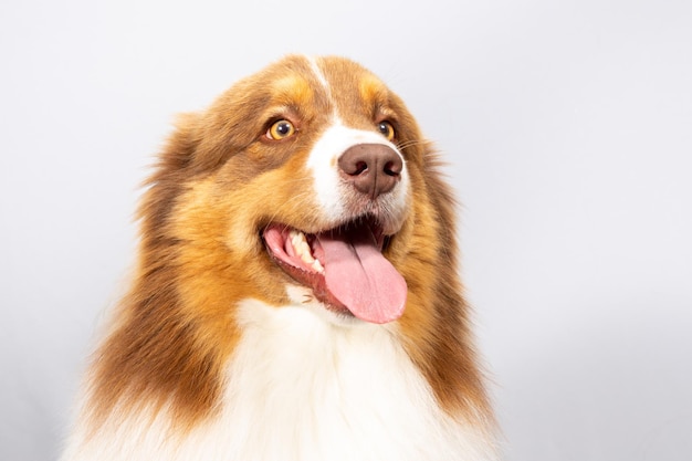 Australian young Shepherd Dog lying against white background