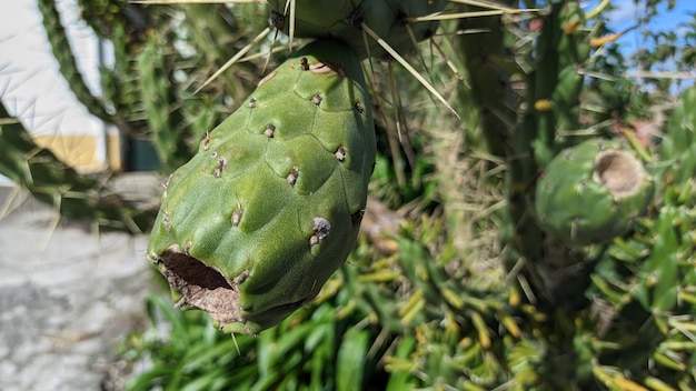 Austrocylindropuntia Opuntia cylindrica the cane cactus is a species of flowering plant in the famil