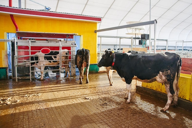 Automated cow farm Milking machine modern milk production technology at the factory