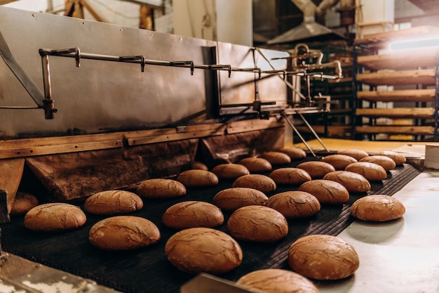 Automatic bakery production line with sweet cookies on conveyor belt equipment machinery in confectionary factory workshop industrial food production