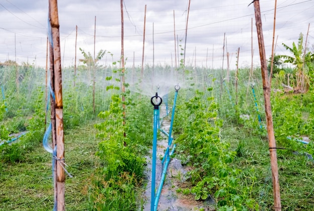 Automatic sprinkler spread system on bitter gourd