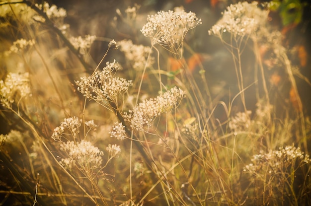 Autumn abstract background with meadow plant at sunset vintage retro image