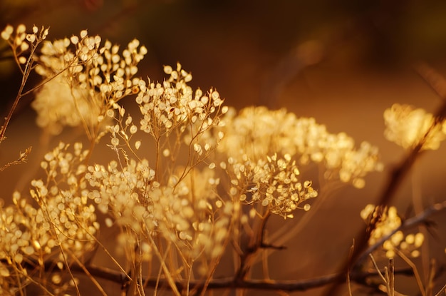 Autumn abstract background with meadow plant at sunset vintage retro image