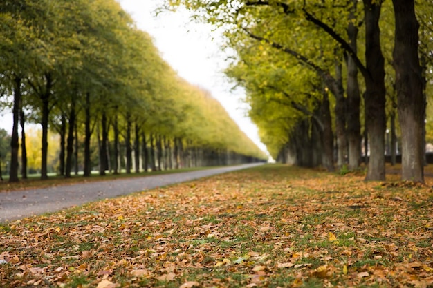 Autumn alley