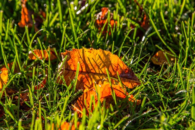 Autumn background autumn yellow leaves lie on green grass in the rays of the morning sun