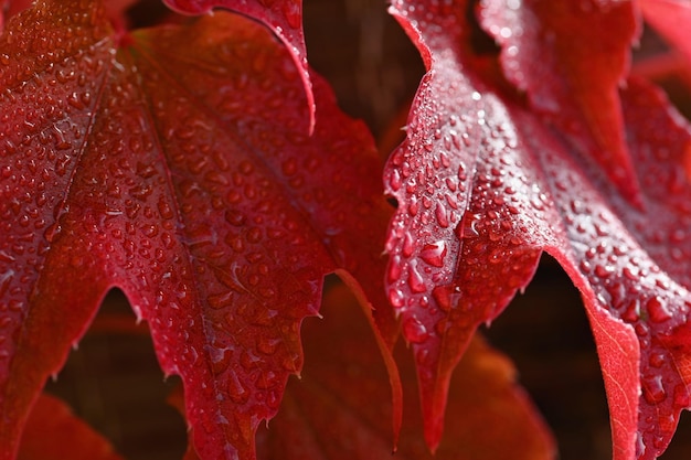 Autumn background Beautiful colorful leaves from a tree Fall time in the nature Water drops concept for rainy season