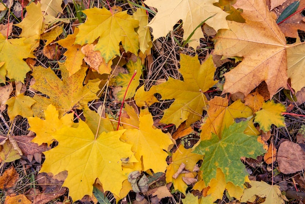 Autumn background of bright yellow maple leaves on dry grass