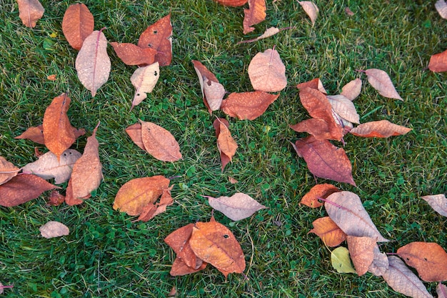 Autumn background of colorful bright leaves on green grass