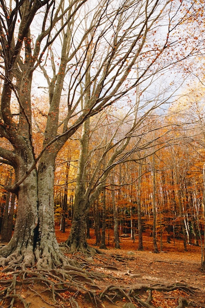 Autumn Background of a colorful forest with big roots in the ground and leaves