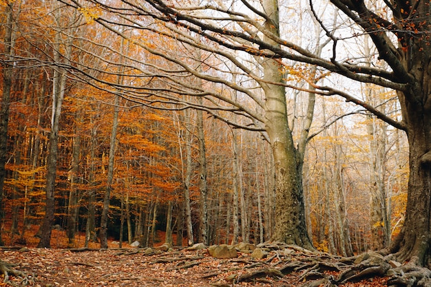 Autumn Background of a colorful forest with orange leaves holding in the trees and big roots in the ground