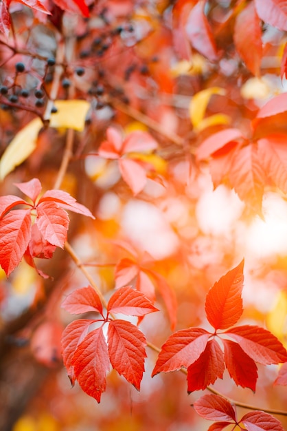 Autumn background design with colorful red and yellow leaves of the bindweed plant with blurred free space sun glare ray