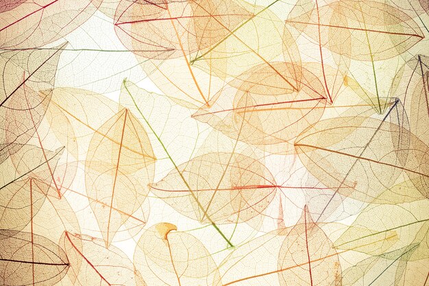 Autumn background. Fall leaves texture